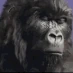 GorillaDrums emote
