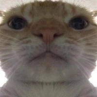 cat emote