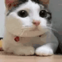 NOPERS animated emote