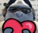 wintonL emote