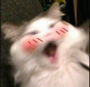 cat_blush emote