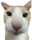 ayri emote