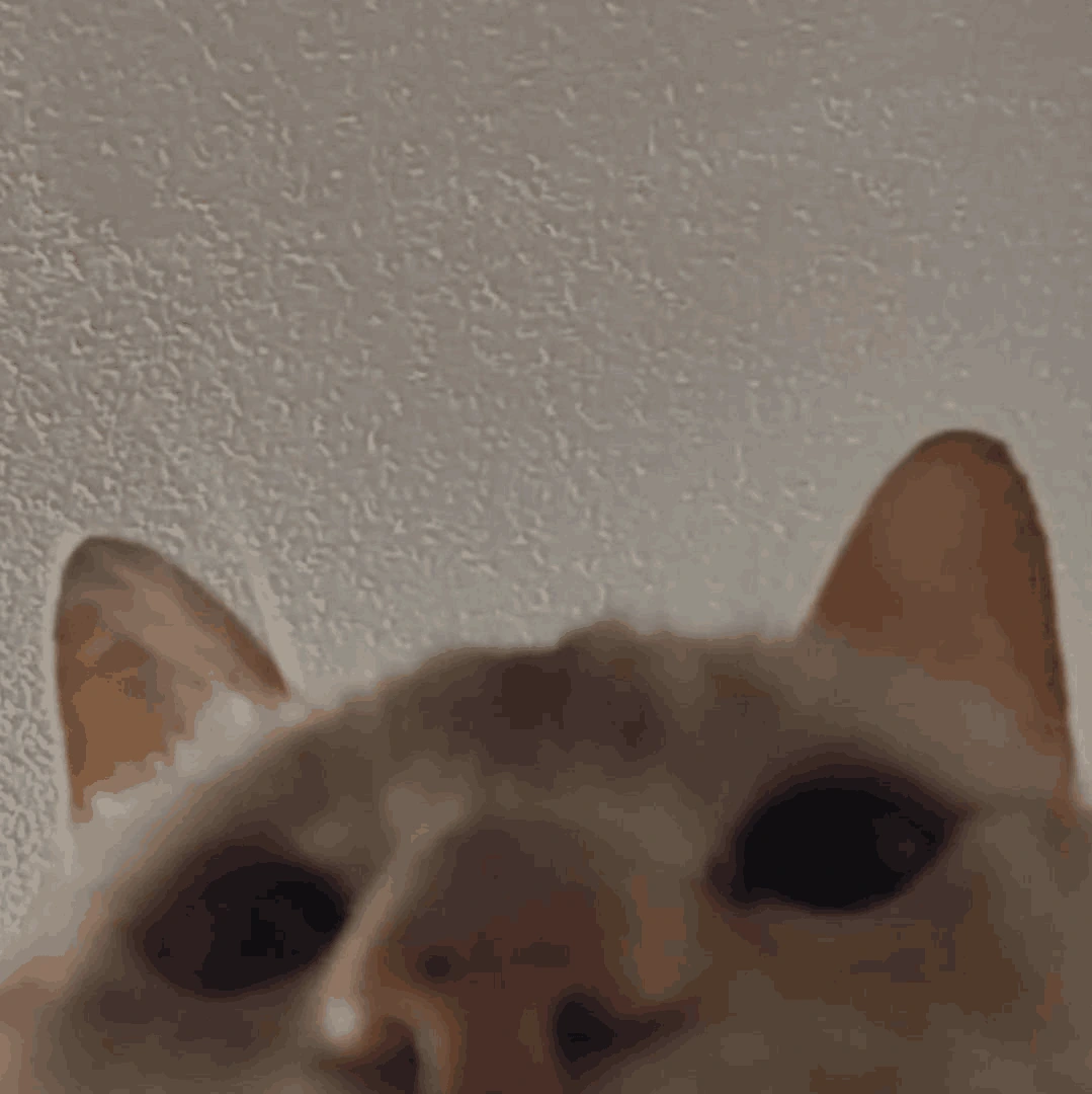 quoi emote