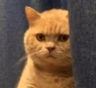 CatStare emote