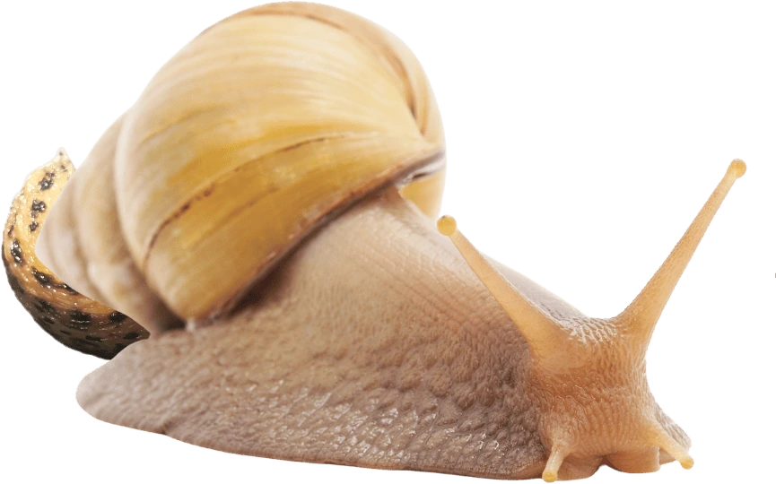 Slug emote