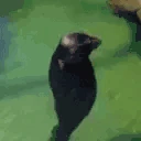 SealSpin emote