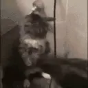 burning emote