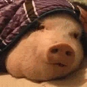 veryPig emote