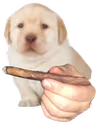 bluntDog emote