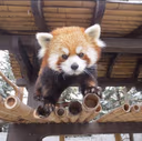 redpanda_upset emote