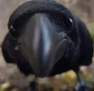 crowStare emote