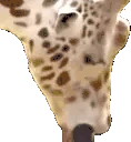Giraffe emote