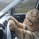 CatVrumVrum emoji