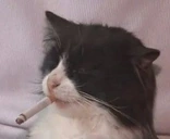 coolcat emote