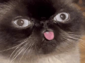 dumbfuck emote