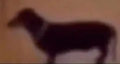 WHATSMYBLUDWAFFLINABOUT emote