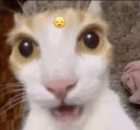 CatWow emote