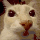WAYTOODOSECAT emote