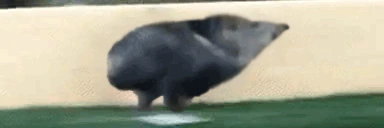 Kabandance emote