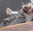 lick emote
