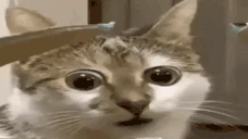 WTF emote