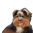 bbJAMMER emote