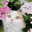 CatPopUp emote