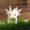 BabyAxolotl emote