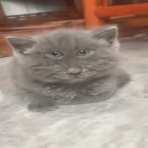 chuuchik avatar