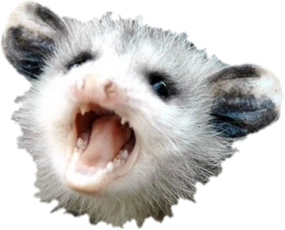 possum_ree emote