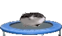wawatrampoline emote