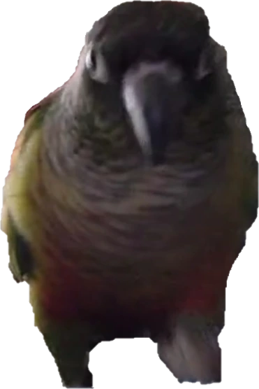 conure emote