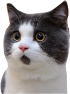 Cutecat emote