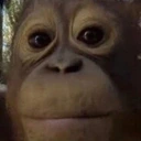 stare emote