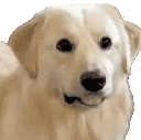 doggoAware animated emote