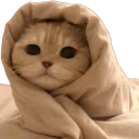 ComfyCat emote