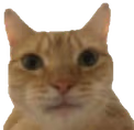 catISeeYou emote