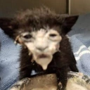milkCat emote