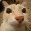 dosecat emote