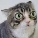 AlrightWHAT emote