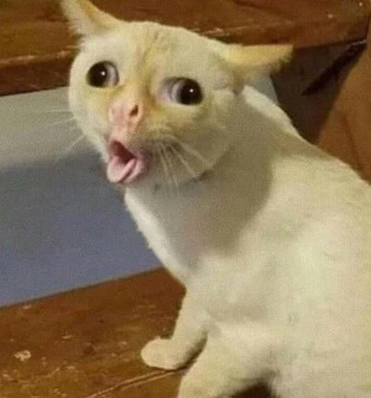 Pedscat emote