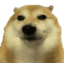 DawgGiggles emote