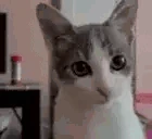 vuh emote