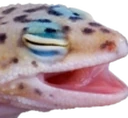 GECKPOG emote