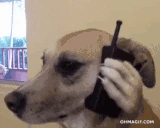 alo emote