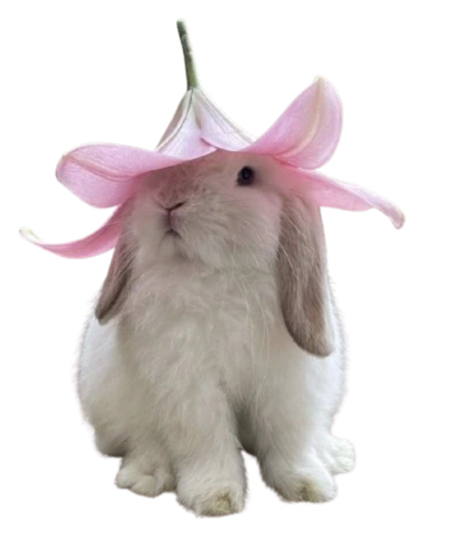 cutebunnylilyhat emote