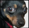 chicoscared static emote