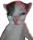 kitterhuh static emote