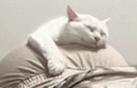 BootyCat emote