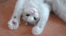 PAWS emote